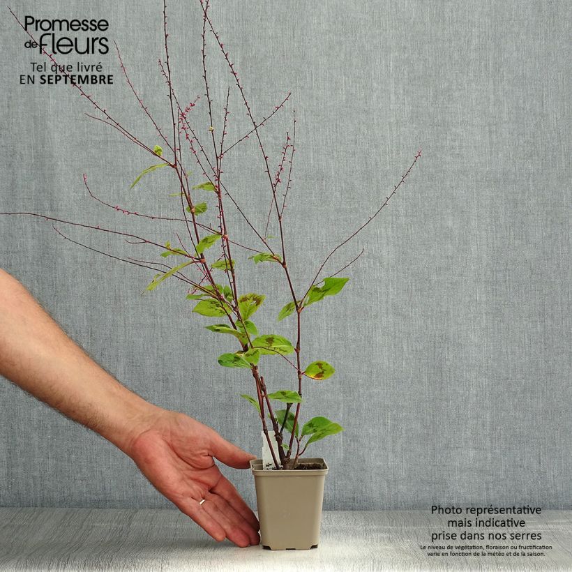 Ejemplar de Persicaria virginiana var. filiformis Maceta de 8/9 cm entregado en verano