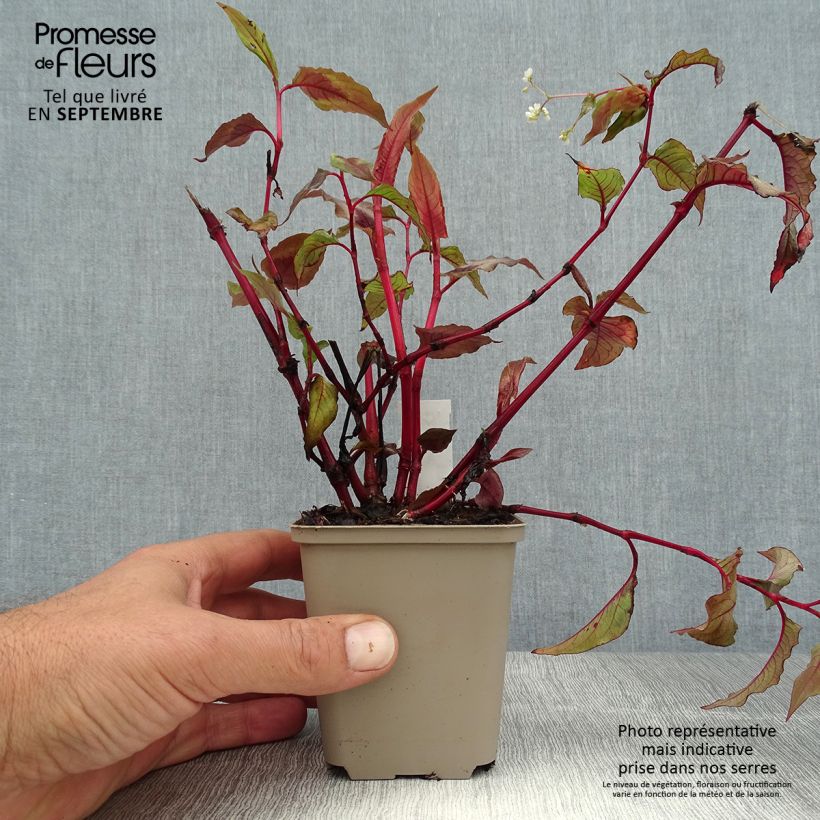Ejemplar de Persicaria microcephala Red Dragon Maceta de 8/9 cm entregado en verano