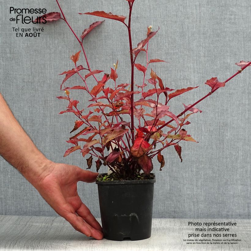 Ejemplar de Persicaria microcephala Red Dragon Maceta 1,5L/2L entregado en verano
