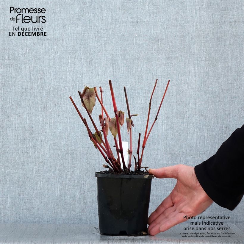 Persicaria microcephala Red Dragon Maceta 1,5L/2L Ejemplar entregado en invierno