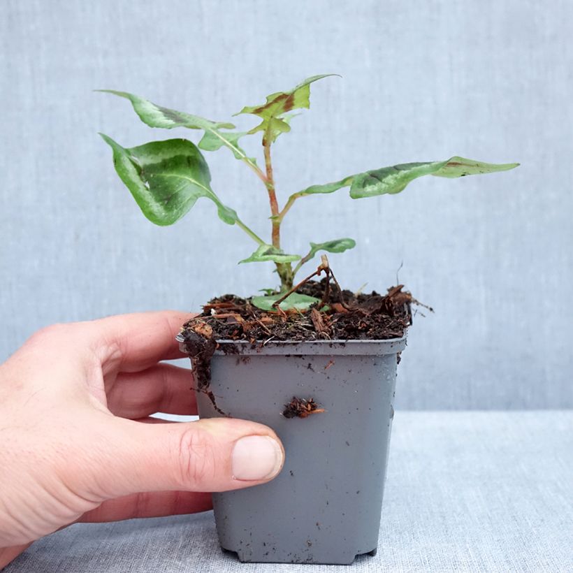 Ejemplar de Persicaria runcinata Purple Fantasy Maceta de 8/9 cm entregado en otoño