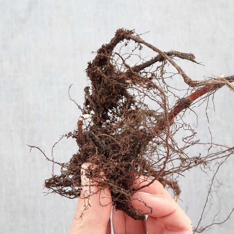 Persicaria runcinata Purple Fantasy Raíces desnudas Ejemplar entregado en invierno