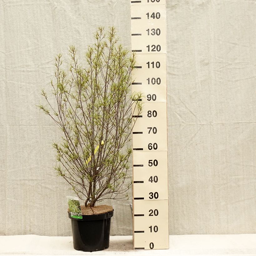 Rhamnus frangula Asplenifolia - Arraclán Maceta 7,5L/10L Ejemplar entregado en la primavera