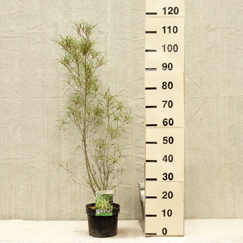 Ejemplar de Rhamnus frangula Asplenifolia - Arraclán Maceta 2L/3L entregado en verano