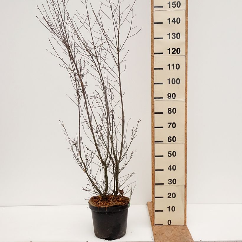 Ejemplar de Rhamnus frangula Asplenifolia - Arraclán Maceta 7,5L/10L entregado en otoño