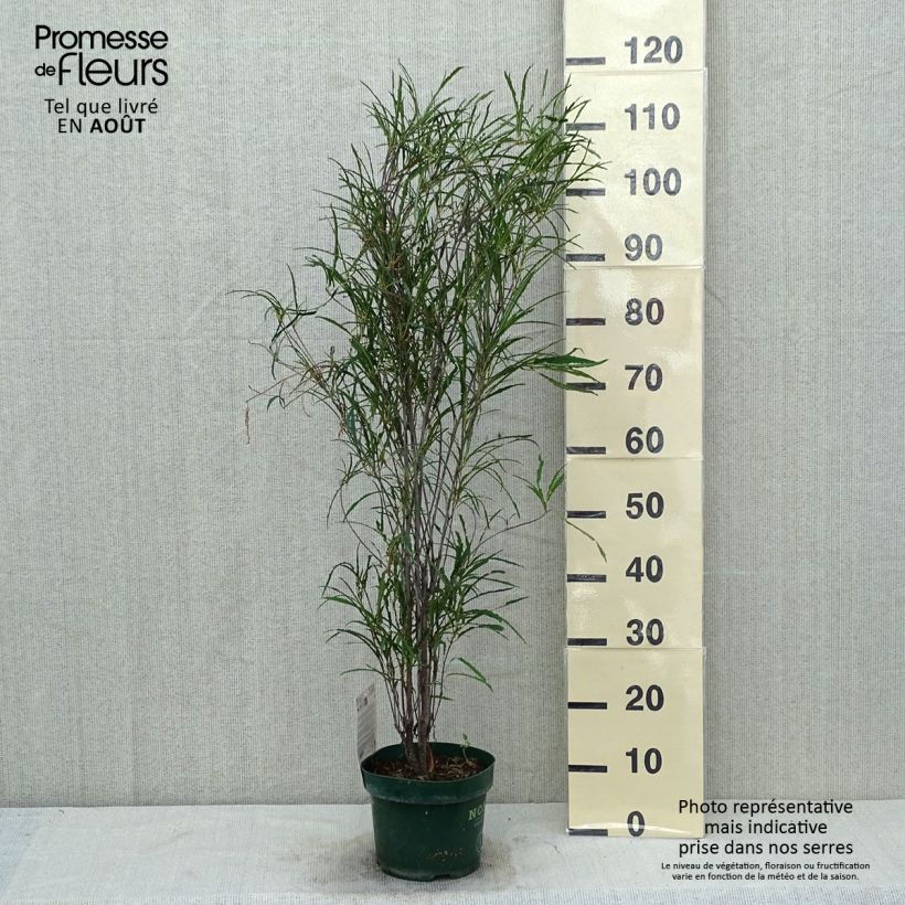 Ejemplar de Rhamnus frangula Fine Line Ron Williams - Arraclán Maceta 3L/4L entregado en verano