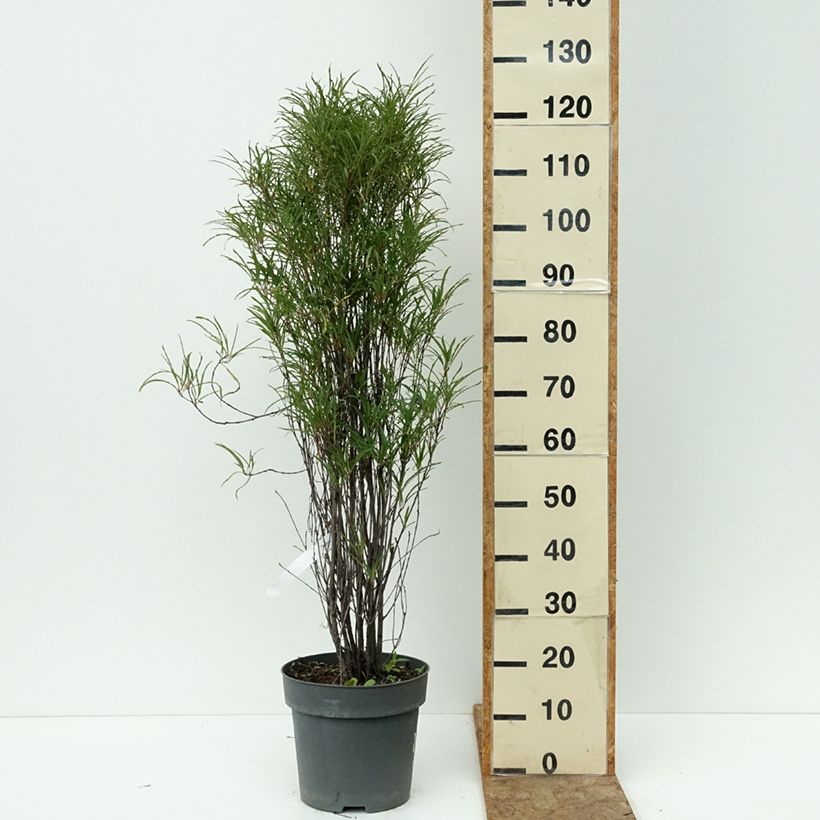 Ejemplar de Rhamnus frangula Fine Line Ron Williams - Arraclán Maceta 7,5L/10L entregado en verano