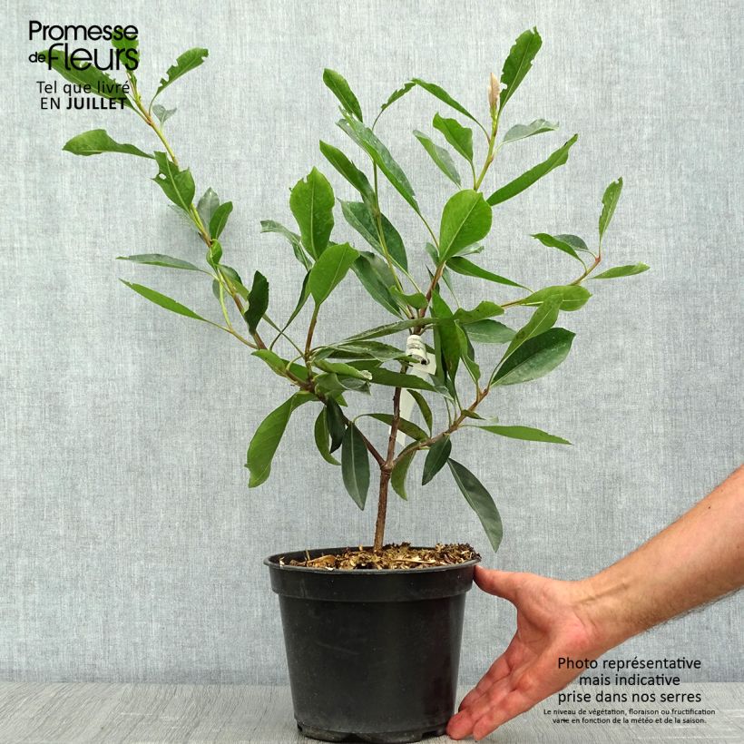 Ejemplar de Rhaphiobotrya Coppertone - néflier hybride Pot de 3L/4L entregado en verano