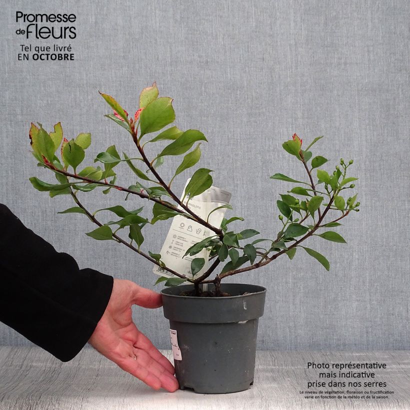 Ejemplar de Rhaphiolepis indica Pink Cloud Maceta 1,5L/2L entregado en otoño