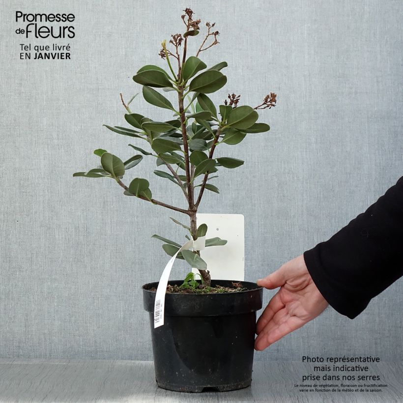 Rhaphiolepis umbellata Maceta 3L/4L Ejemplar entregado en invierno