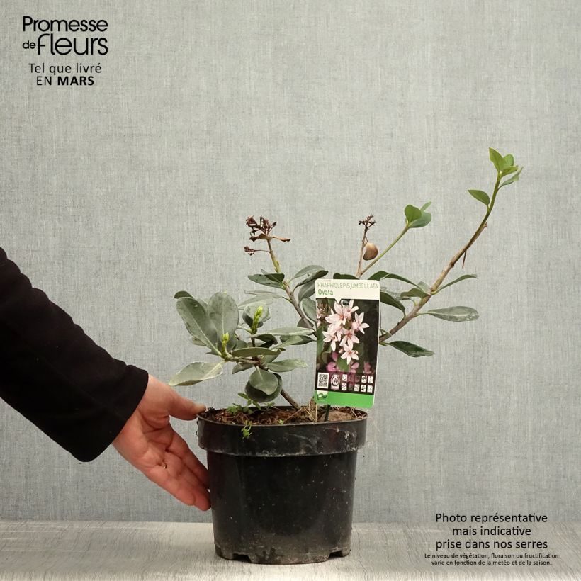 Rhaphiolepis umbellata Maceta 3L/4L Ejemplar entregado en la primavera