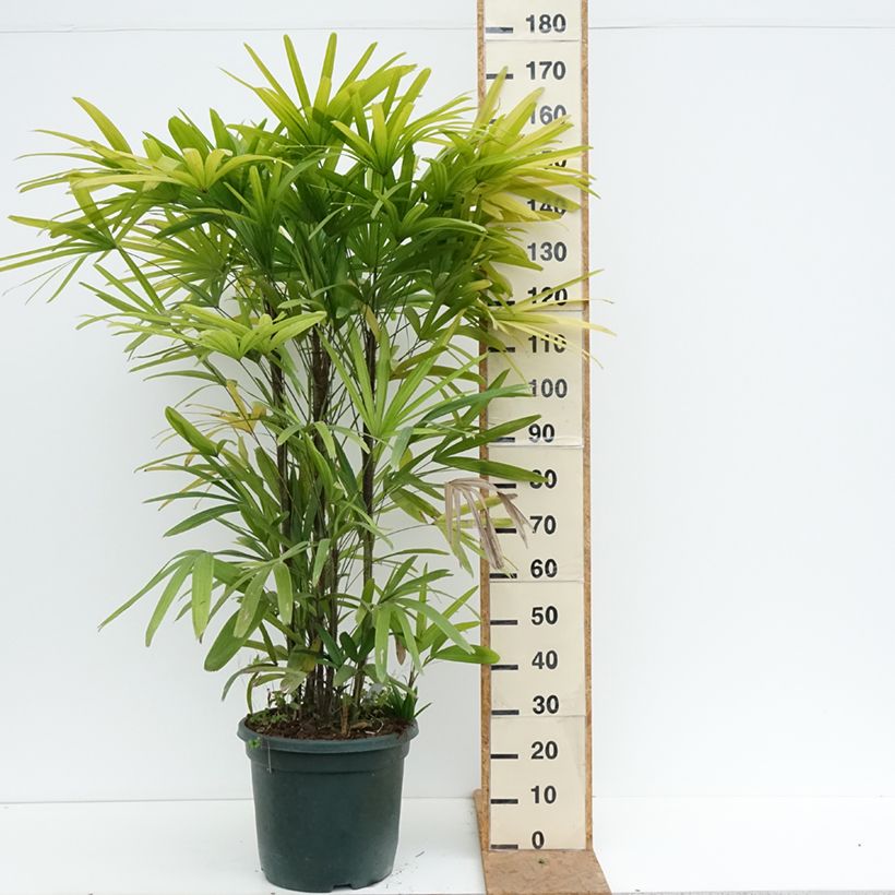 Ejemplar de Rhapis excelsa - Rapis Maceta 20L/25L entregado en otoño