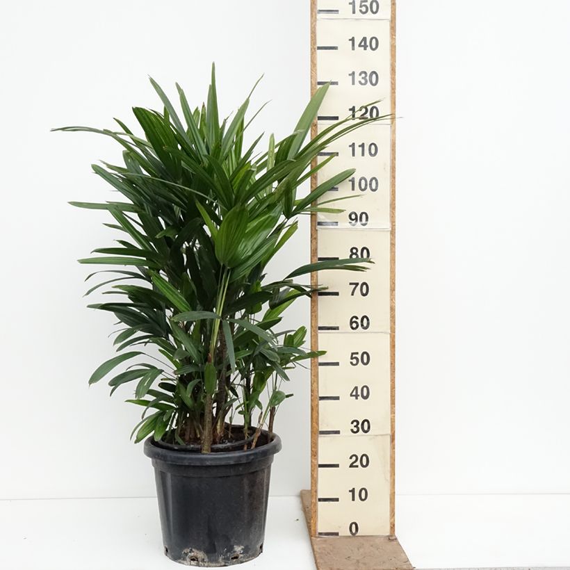 Rhapis excelsa - Rapis Maceta 20L/25L Ejemplar entregado en la primavera