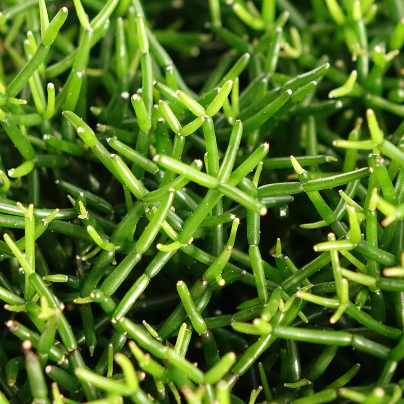 Rhipsalis baccifera - Cactus-jonc fructifère (Follaje)