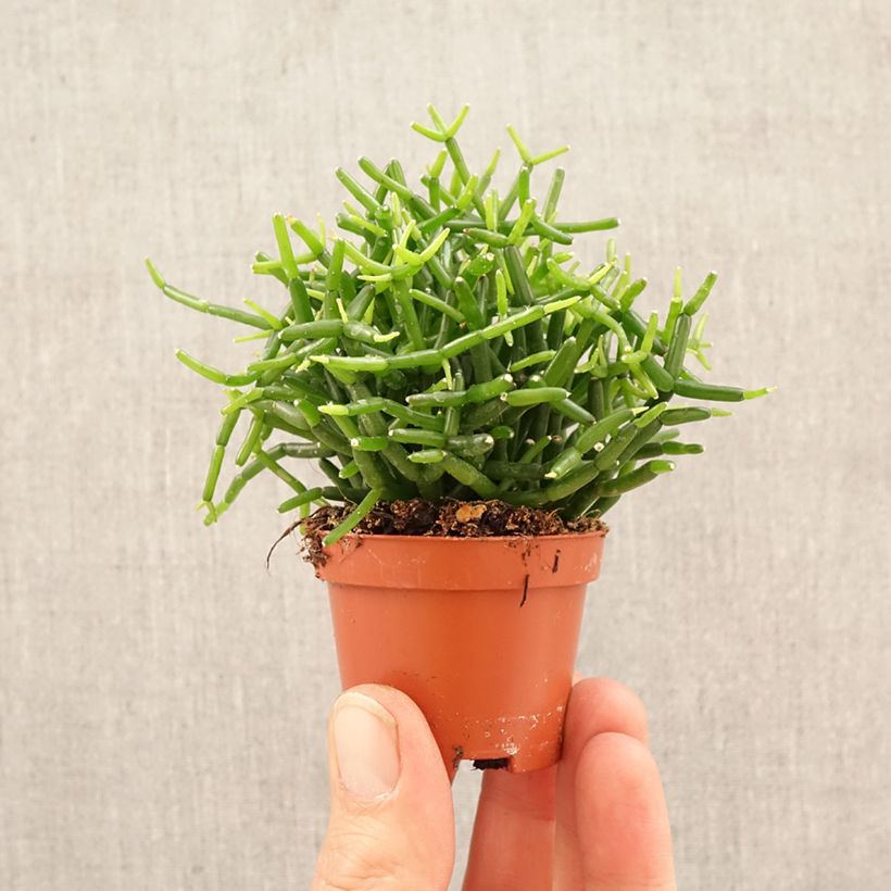 Rhipsalis baccifera - Cactus-jonc fructifère miniplanta Ejemplar entregado en la primavera