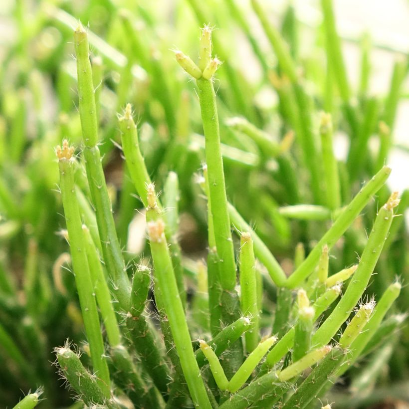 Rhipsalis burchellii - Cactus-gui (Follaje)
