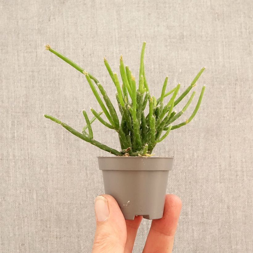 Rhipsalis burchellii - Cactus-gui miniplanta Ejemplar entregado en la primavera