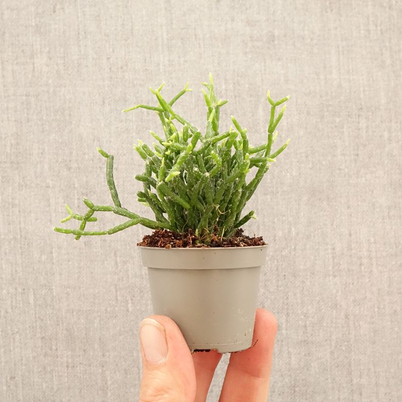 Rhipsalis cereuscula - Cactus corail miniplanta Ejemplar entregado en la primavera