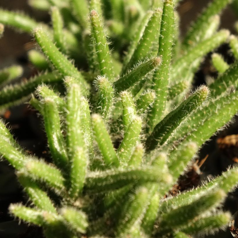 Rhipsalis horrida - Cactus-gui (Follaje)