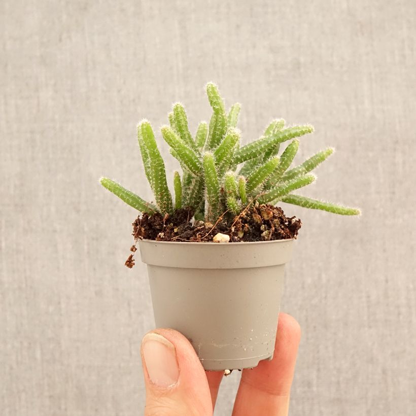 Rhipsalis horrida - Cactus-gui miniplanta Ejemplar entregado en la primavera