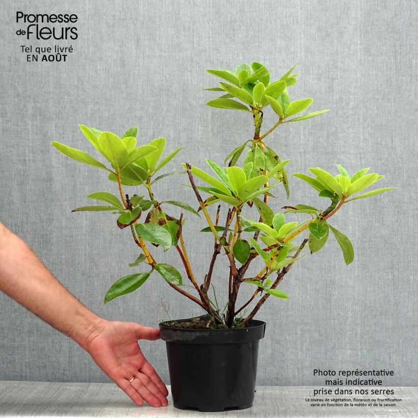 Ejemplar de Rhododendron Albert Schweitzer Maceta 4L/5L entregado en verano