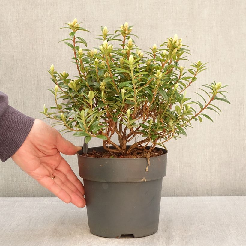 Rhododendron Artic Tern Maceta 2L/3L Ejemplar entregado en la primavera