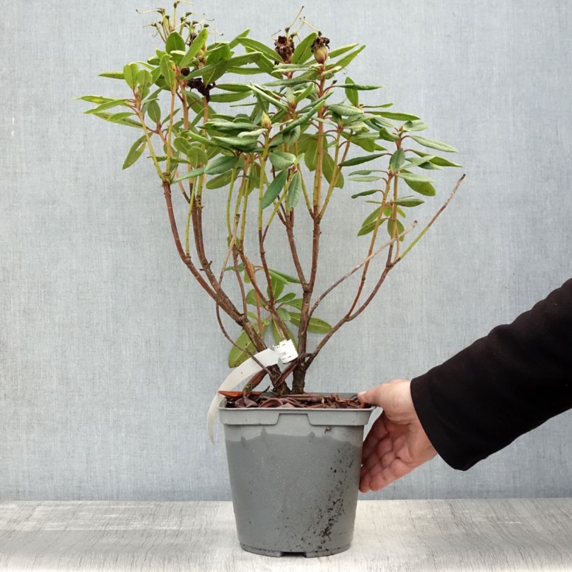 Ejemplar de Rhododendron yakushimanum Bernstein Maceta 4L/5L entregado en otoño