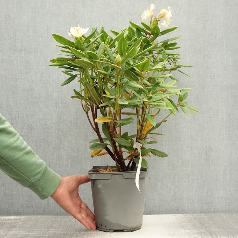 Ejemplar de Rhododendron yakushimanum Bernstein Maceta 4L/5L entregado en verano