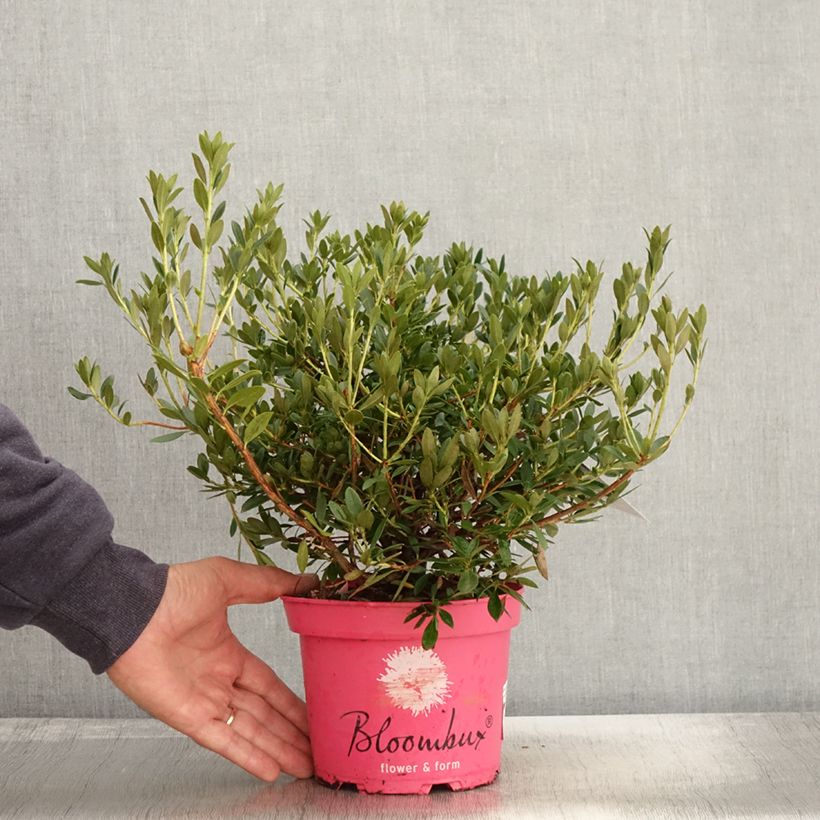 Ejemplar de Rhododendron INKARHO Bloombux Magenta Maceta 2L/3L entregado en otoño