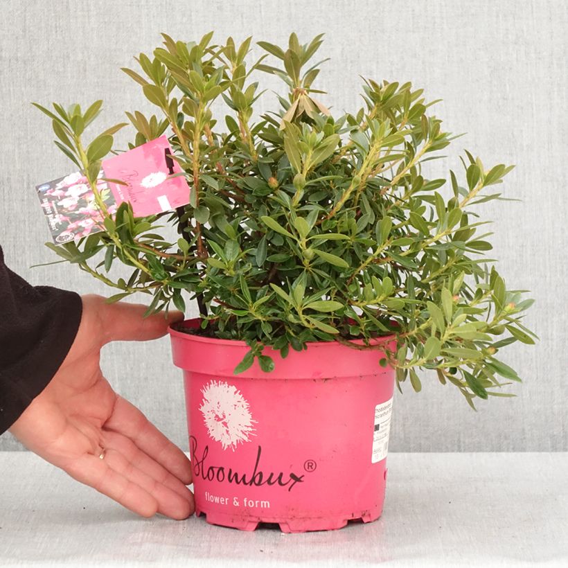 Rhododendron INKARHO Bloombux Magenta Maceta 2L/3L Ejemplar entregado en invierno