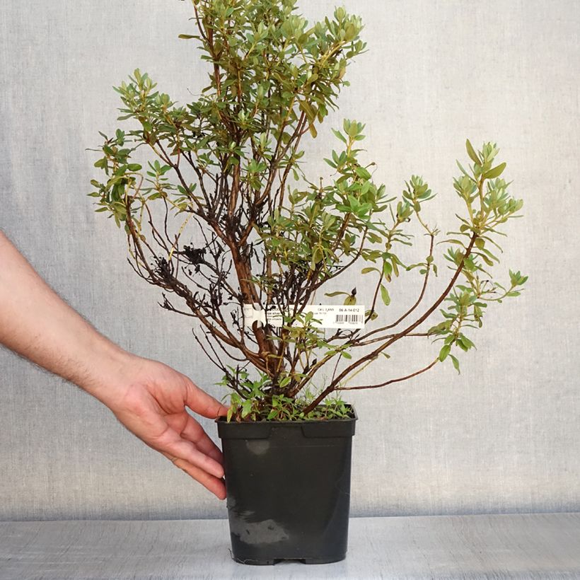 Ejemplar de Rhododendron Blue Silver Maceta 3L/4L entregado en verano
