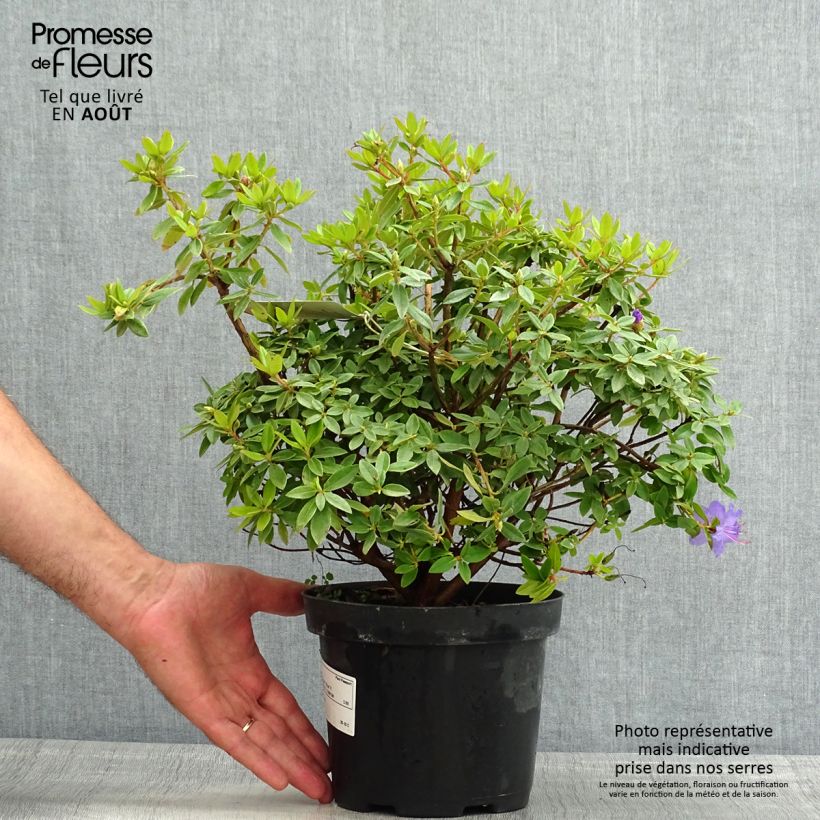 Ejemplar de Rhododendron Blue Tit Maceta 2L/3L entregado en verano