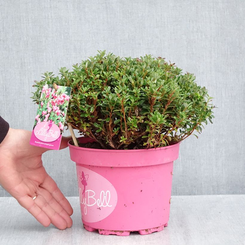 Ejemplar de Rhododendron campylogynum Lilly Bell Maceta 3L/4L entregado en otoño