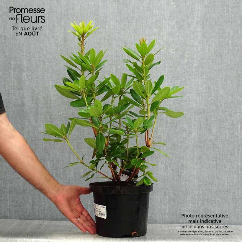 Ejemplar de Rhododendron catawbiense Boursault Maceta 4L/5L entregado en verano
