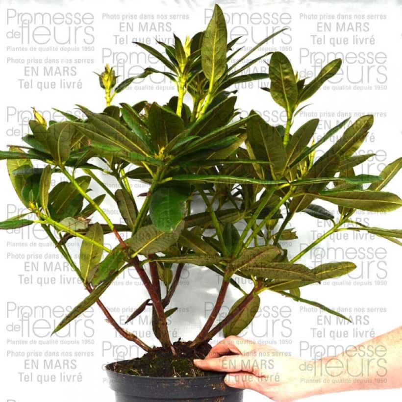 Ejemplo de ejemplar de Rhododendron Champagne Maceta 4L/5L tal y como se entrega