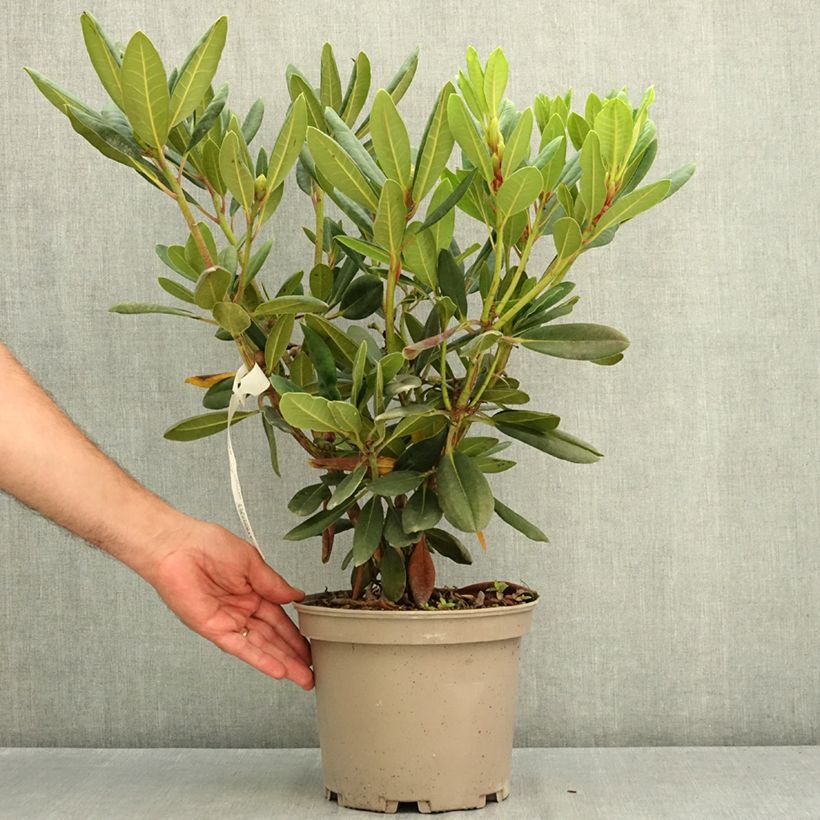 Ejemplar de Rhododendron Château de Josselin Maceta 4L/5L entregado en verano