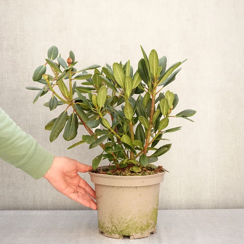 Rhododendron Château de Josselin Maceta 4L/5L Ejemplar entregado en invierno