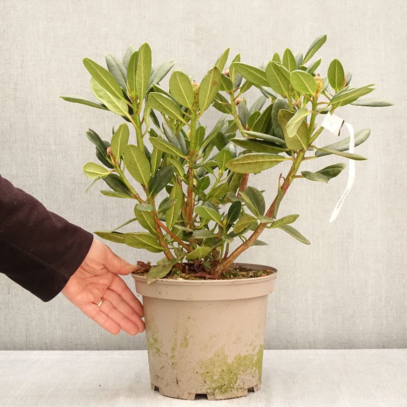 Rhododendron Château de Josselin Maceta 4L/5L Ejemplar entregado en la primavera