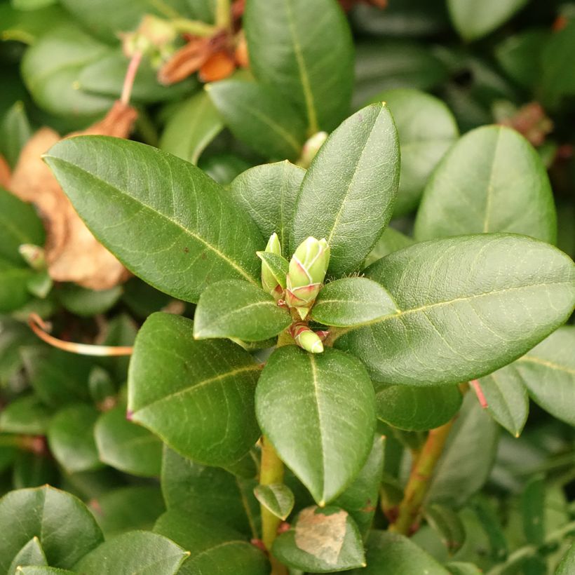 Rhododendron Cilpinense  (Follaje)
