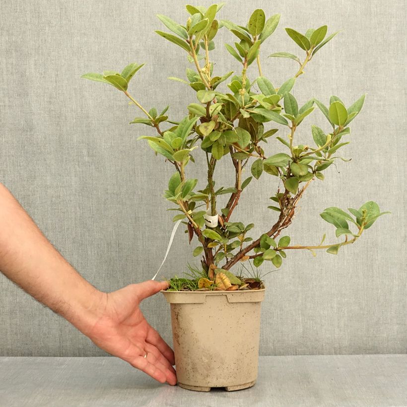 Ejemplar de Rhododendron Cilpinense  Maceta 4L/5L entregado en verano