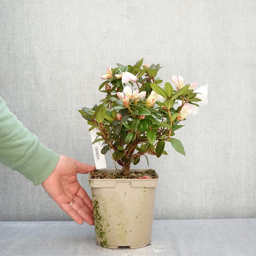 Rhododendron Cilpinense  Maceta 4L/5L Ejemplar entregado en invierno