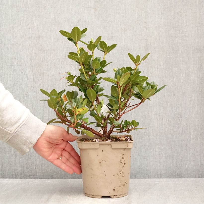 Rhododendron Cilpinense  Maceta 4L/5L Ejemplar entregado en la primavera