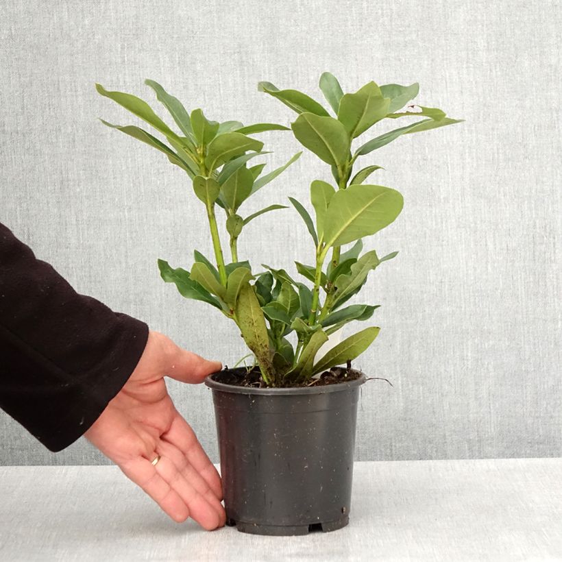 Rhododendron Cunningham's White Maceta de 12 cm / 13 cm Ejemplar entregado en la primavera