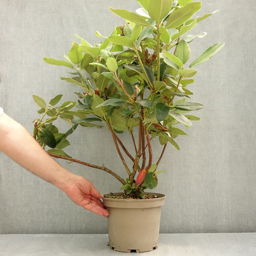Rhododendron Double Dots Maceta 4L/5L Ejemplar entregado en la primavera