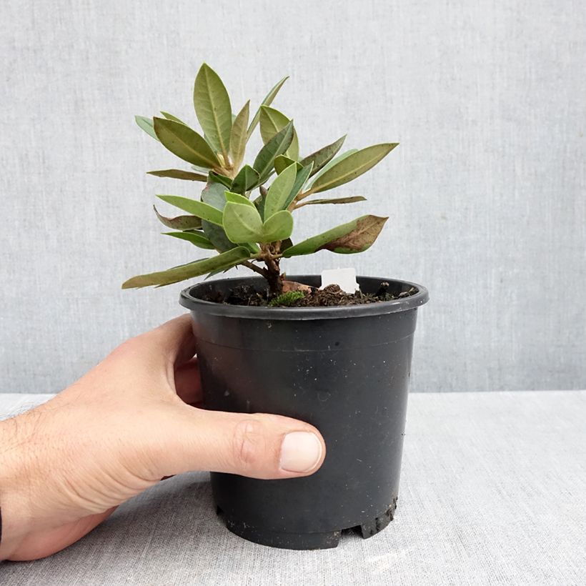 Ejemplar de Rhododendron yakushimanum Dream Land Maceta de 12 cm / 13 cm entregado en otoño