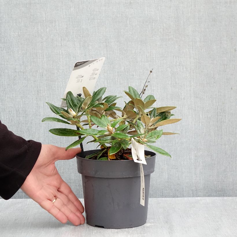 Ejemplar de Rhododendron yakushimanum Dusty Miller Maceta 2L/3L entregado en otoño