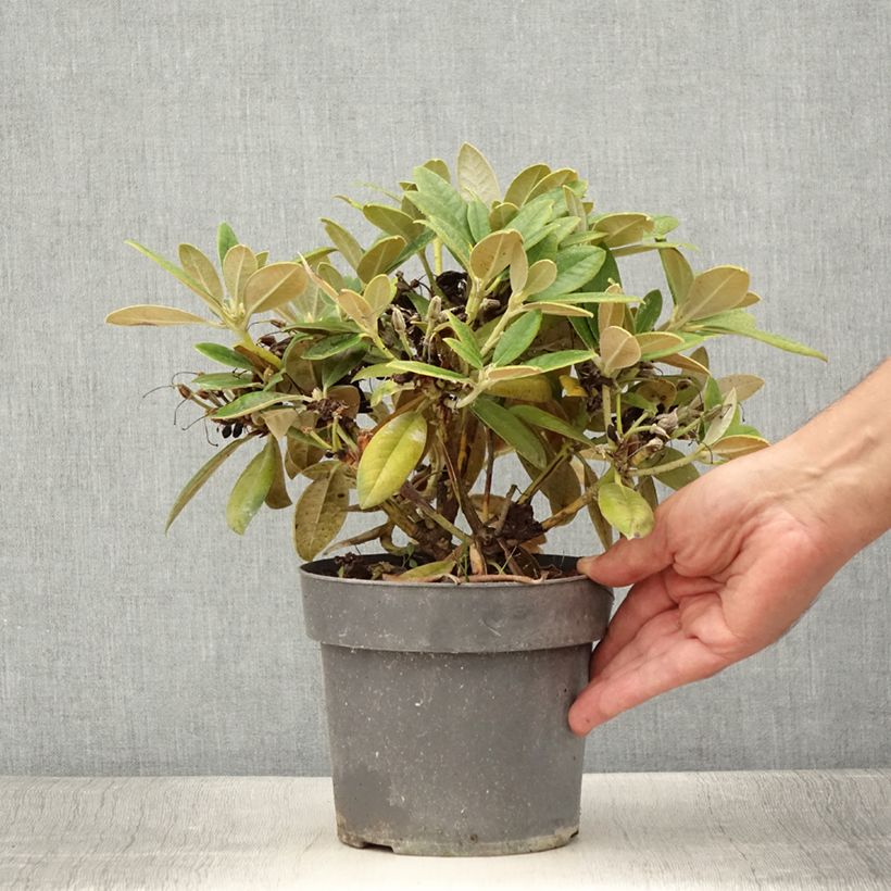 Ejemplar de Rhododendron yakushimanum Dusty Miller Maceta 2L/3L entregado en verano