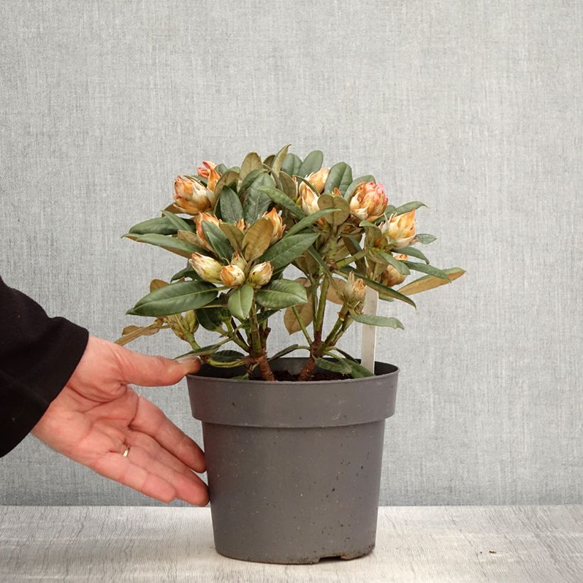 Rhododendron yakushimanum Dusty Miller Maceta 2L/3L Ejemplar entregado en la primavera