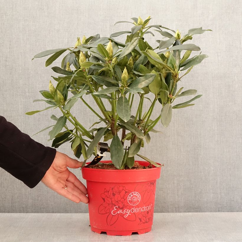 Rhododendron Easydendron INKARHO Madame Masson Maceta 4L/5L Ejemplar entregado en la primavera