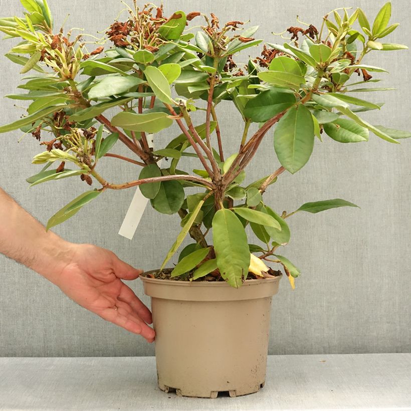 Rhododendron Eucharitis Maceta 4L/5L Ejemplar entregado en la primavera